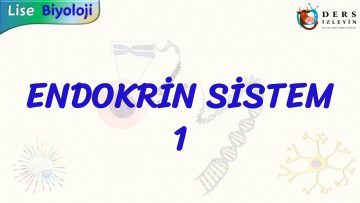 Endokrin Sistem Ders Izleyin